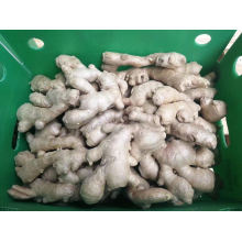 Fresh Air-Dried Ginger Organic From China High Quality